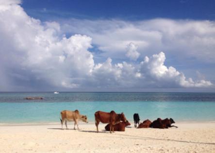 Ebony & Ivory Beach Bungalows Nungwi Ngoại thất bức ảnh